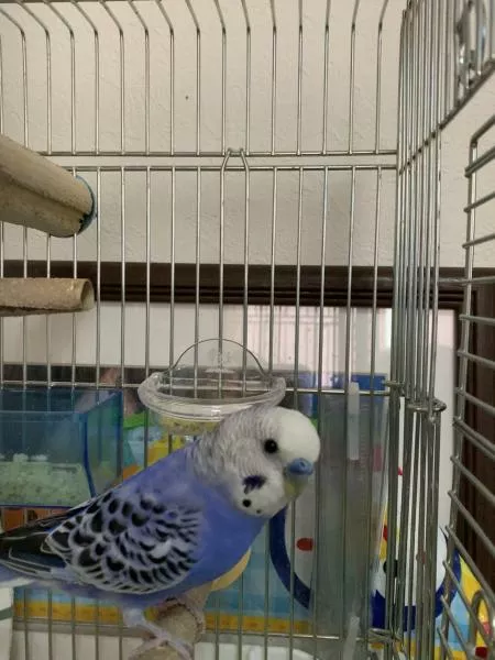 愛鳥さんの写真