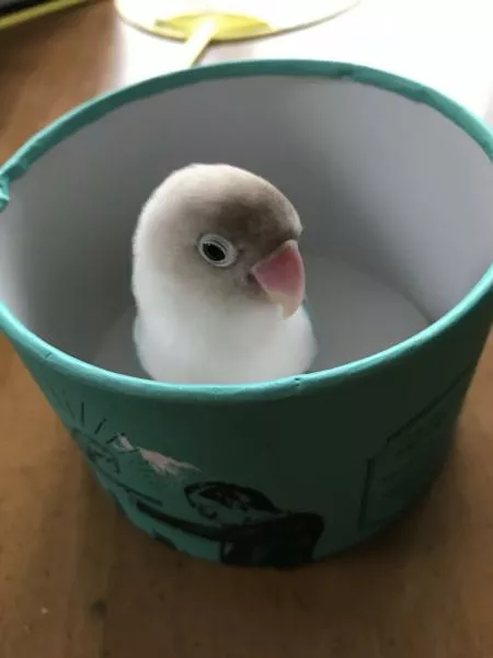 愛鳥さんの写真