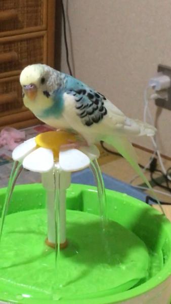 愛鳥さんの写真