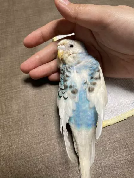 愛鳥さんの写真