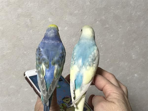愛鳥さんの写真