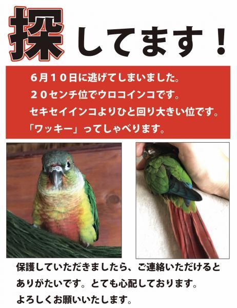 愛鳥さんの写真