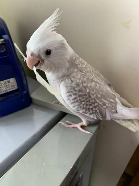 愛鳥さんの写真