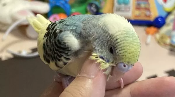 愛鳥さんの写真