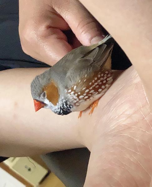 愛鳥さんの写真