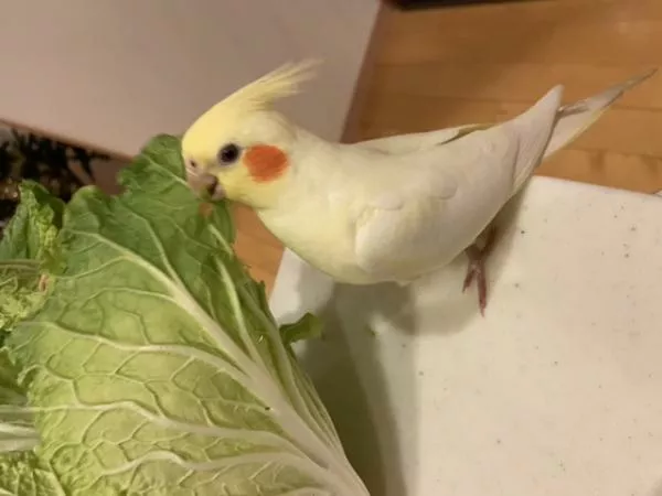 愛鳥さんの写真