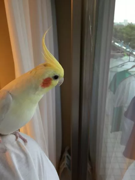 愛鳥さんの写真