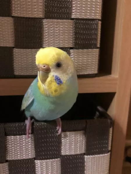 愛鳥さんの写真