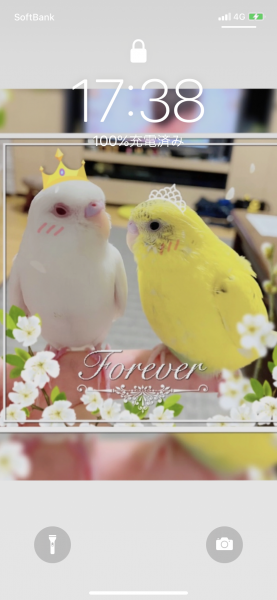 愛鳥さんの写真