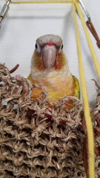 愛鳥さんの写真