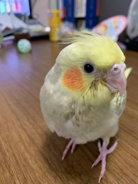 愛鳥さんの写真