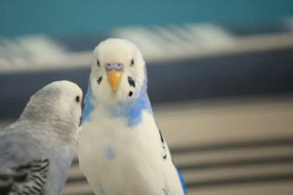 愛鳥さんの写真