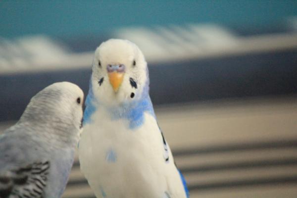 愛鳥さんの写真