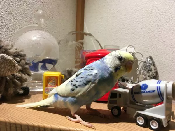 愛鳥さんの写真