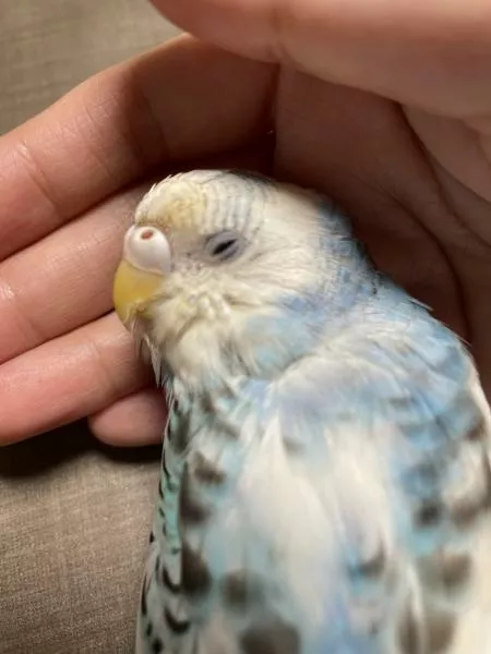 愛鳥さんの写真