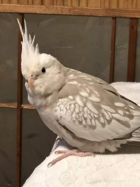 愛鳥さんの写真