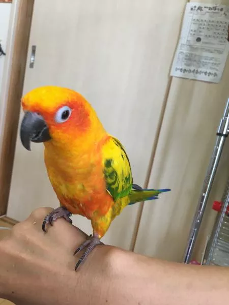 愛鳥さんの写真