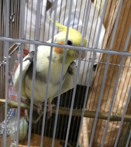 愛鳥さんの写真