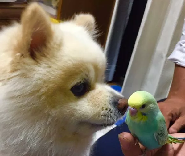 愛鳥さんの写真