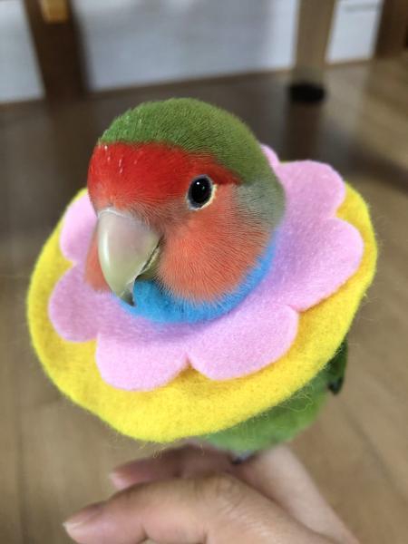 愛鳥さんの写真