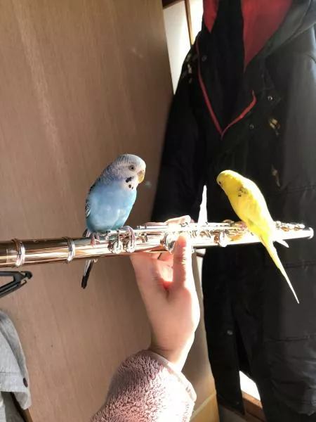 愛鳥さんの写真