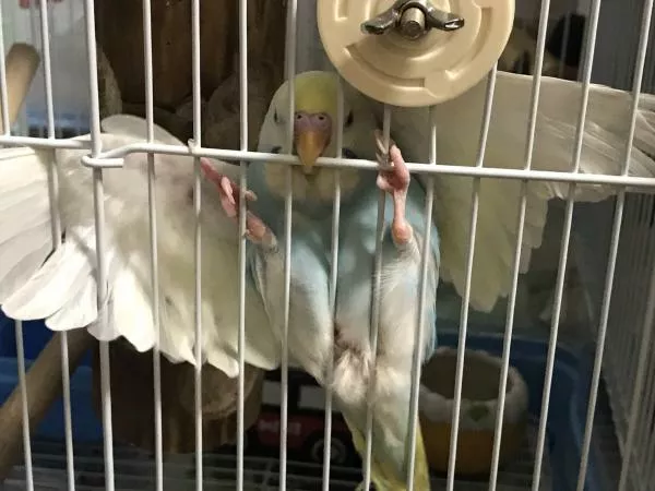 愛鳥さんの写真