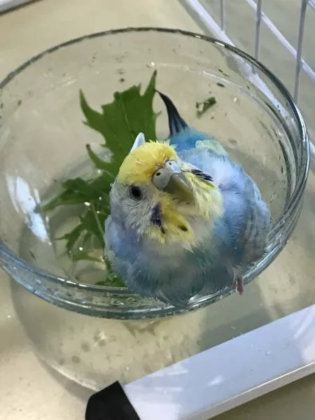 愛鳥さんの写真