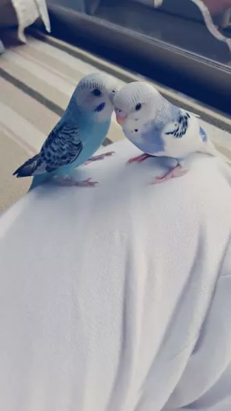 愛鳥さんの写真