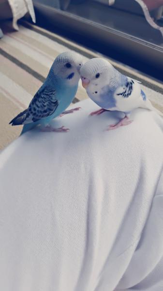 愛鳥さんの写真