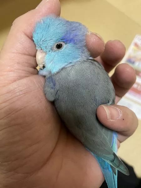 愛鳥さんの写真