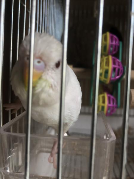 愛鳥さんの写真
