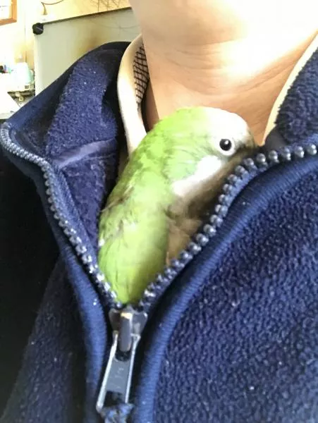 愛鳥さんの写真