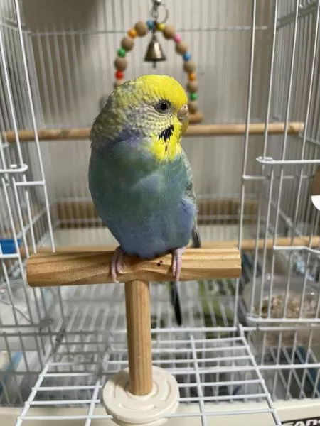 愛鳥さんの写真