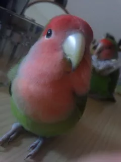 愛鳥さんの写真