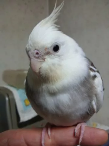 愛鳥さんの写真