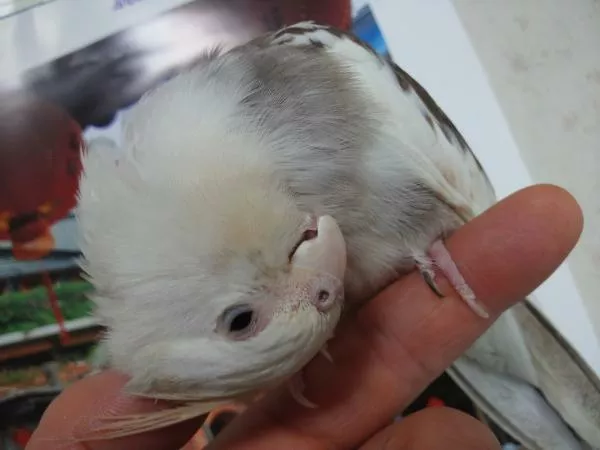 愛鳥さんの写真