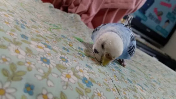 愛鳥さんの写真