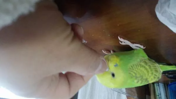 愛鳥さんの写真