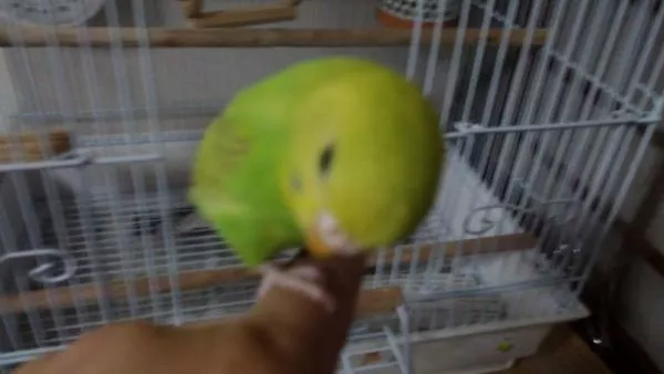 愛鳥さんの写真