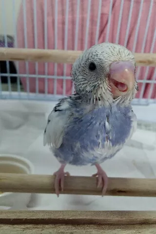 愛鳥さんの写真