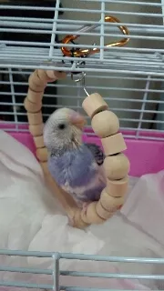 愛鳥さんの写真