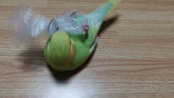 愛鳥さんの写真