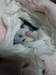 愛鳥さんの写真