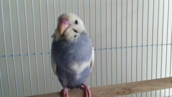 愛鳥さんの写真