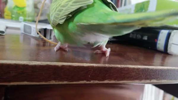 愛鳥さんの写真