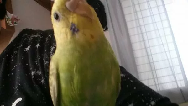 愛鳥さんの写真