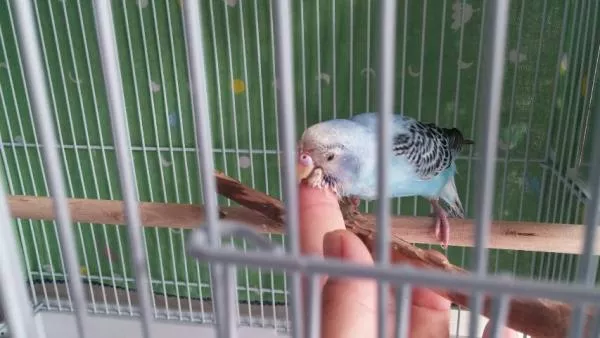 愛鳥さんの写真