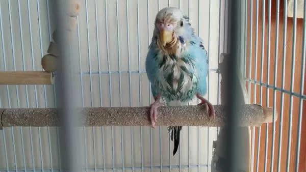 愛鳥さんの写真