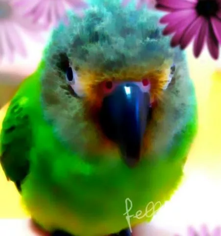 愛鳥さんの写真