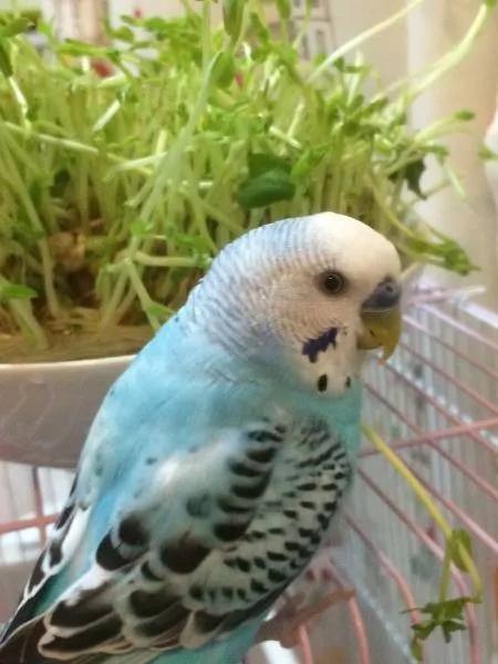 愛鳥さんの写真